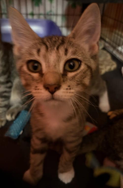 ENZO - Domestic Short Hair available for adoption