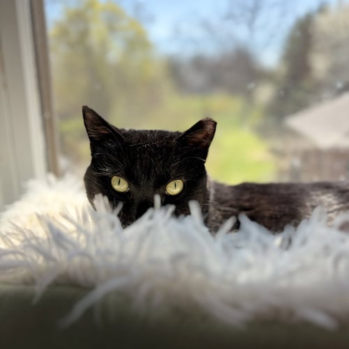 STIRRUP (BEAUTIFUL PANTHER) - Domestic Short Hair available for adoption