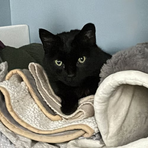 STIRRUP (BEAUTIFUL PANTHER) - Domestic Short Hair available for adoption