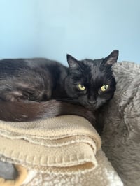 Stirrup (beautiful panther) - Photo 3