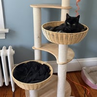 Stirrup (beautiful panther) - Photo 4