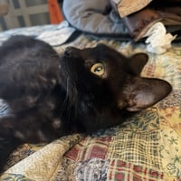 Stirrup (beautiful panther) - Photo 5