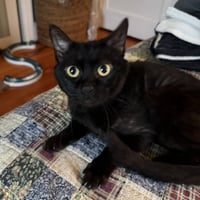Stirrup (beautiful panther) - Photo 7