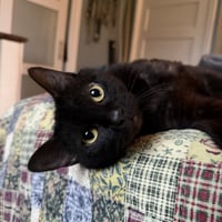 Stirrup (beautiful panther) - Photo 8