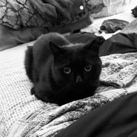 Stirrup (beautiful panther) - Photo 9