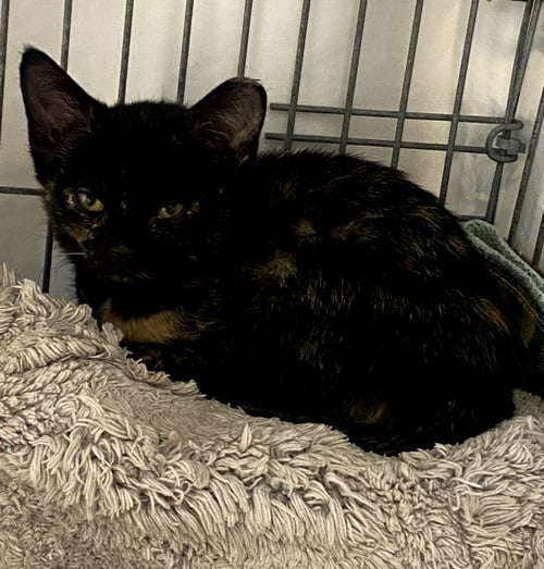 HARLOW - Domestic Short Hair available for adoption