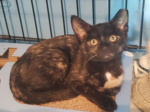 HARLOW - Domestic Short Hair available for adoption