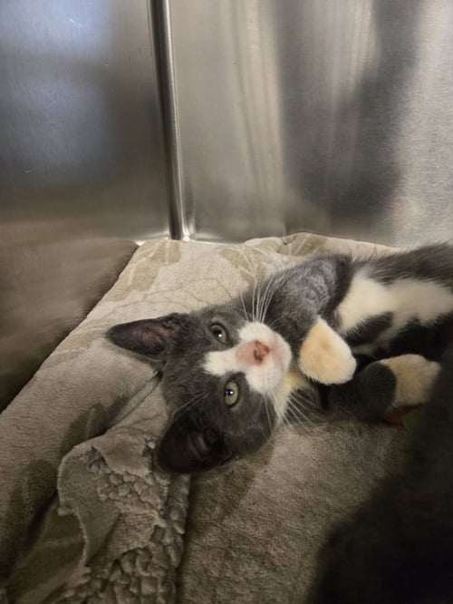 BAILEY - Domestic Short Hair available for adoption
