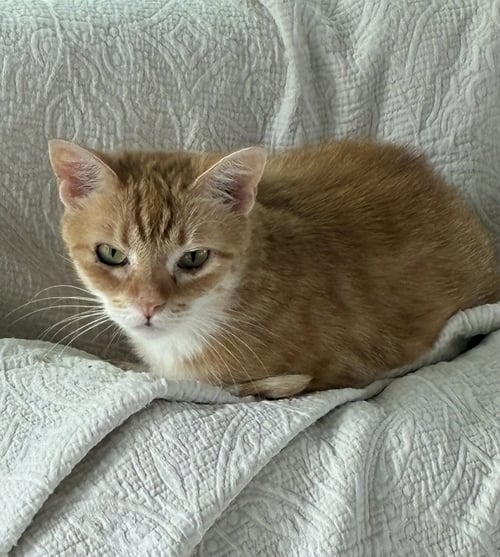 MOUSE - Domestic Short Hair available for adoption