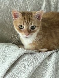 Mouse - Photo 2
