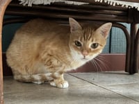 Mouse - Photo 3