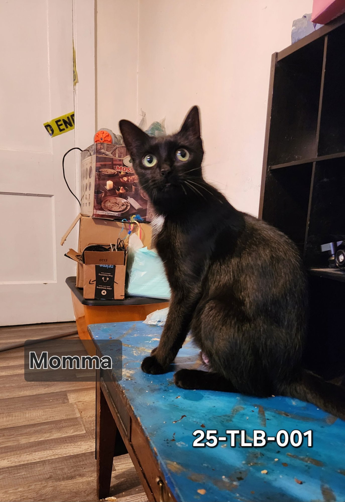 MOMMA - Domestic Short Hair available for adoption