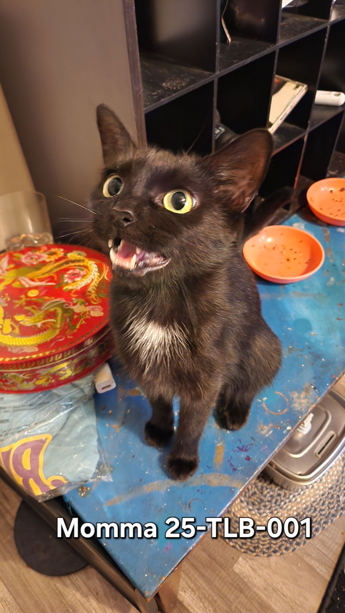 MOMMA - Domestic Short Hair available for adoption