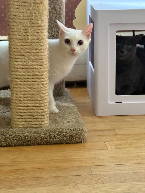 CALLALILY - Domestic Short Hair available for adoption