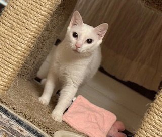 CALLALILY - Domestic Short Hair available for adoption