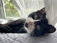 Gonzo (Bonded with River) - Photo 2
