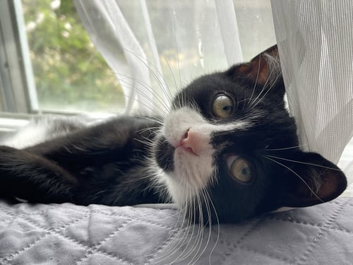 GONZO (BONDED WITH RIVER) - Domestic Short Hair available for adoption