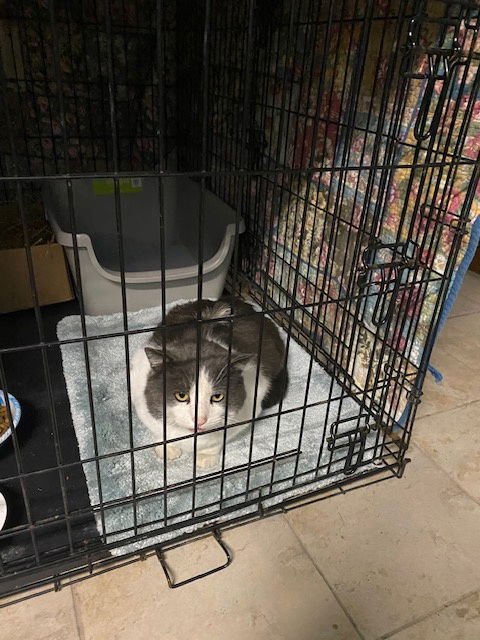 BABY GRAY - Domestic Short Hair available for adoption