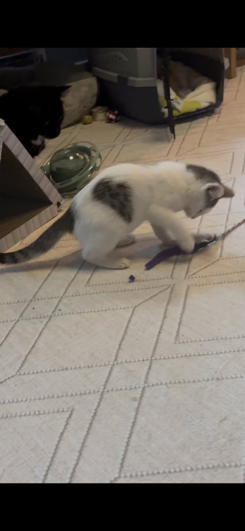 HAZEL BASIL - Domestic Short Hair available for adoption