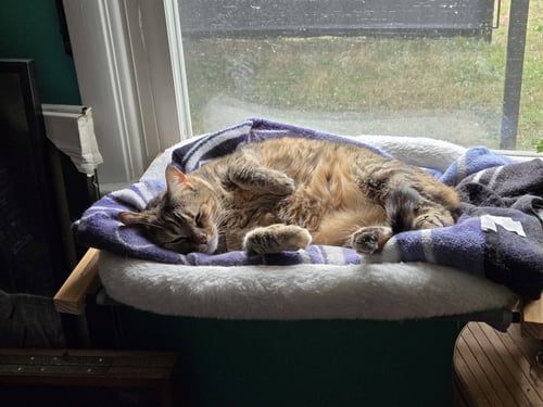PAISLEY-POP - Domestic Medium Hair available for adoption