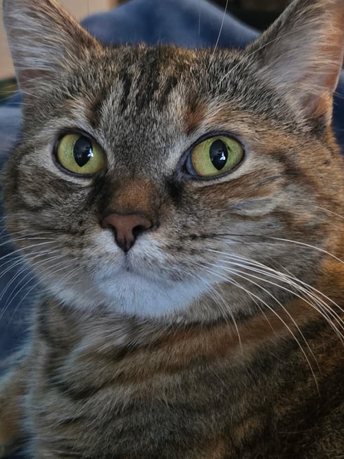 PAISLEY-POP - Domestic Medium Hair available for adoption