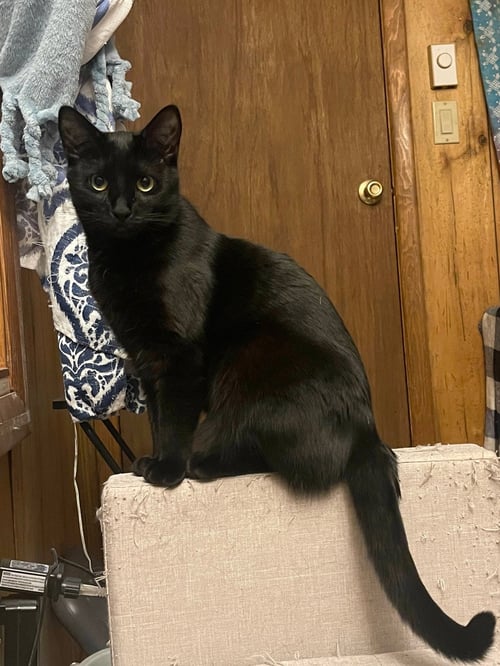 DECEMBER - Domestic Short Hair available for adoption