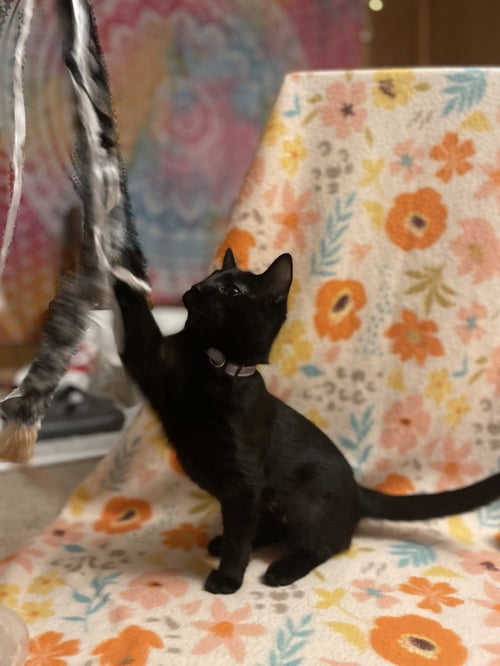 DECEMBER - Domestic Short Hair available for adoption
