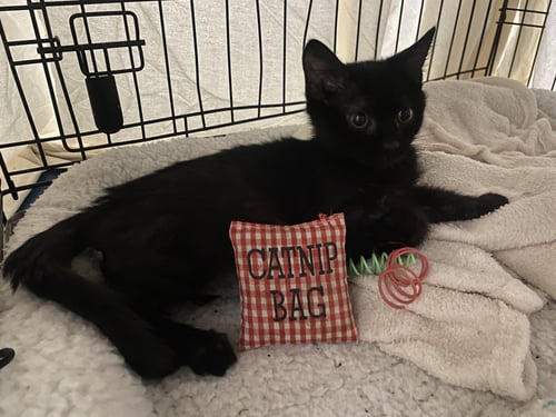 LITTLE SQUIRT - Domestic Short Hair available for adoption