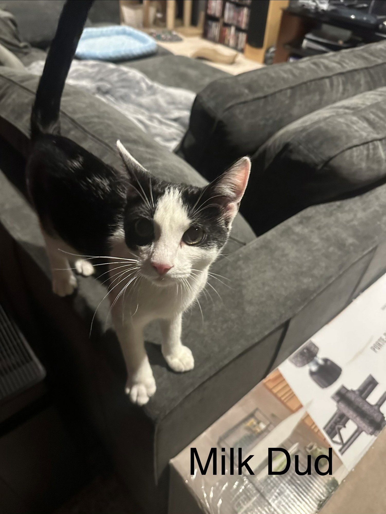 MILK DUD - Domestic Short Hair available for adoption