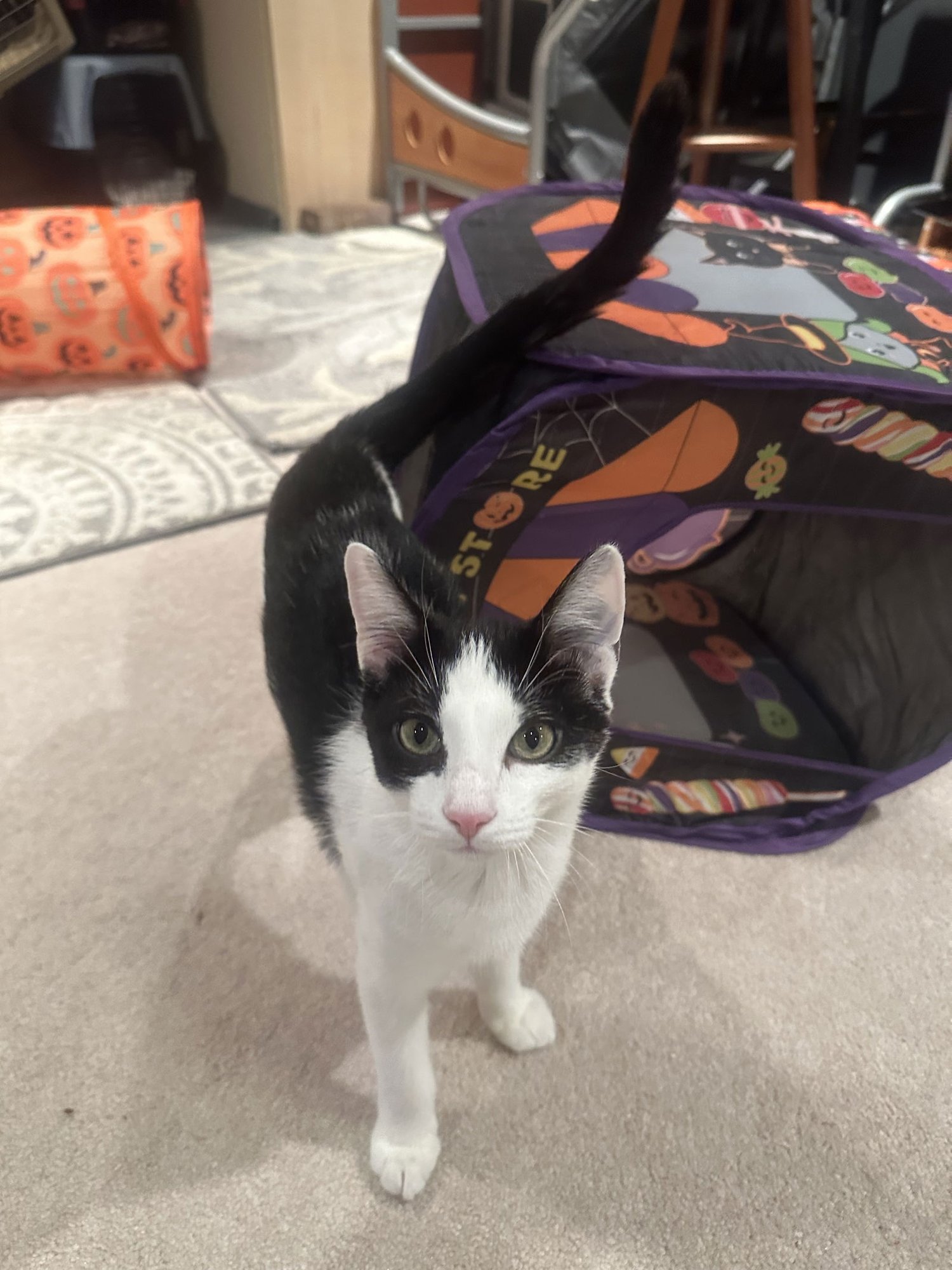 MILK DUD - Domestic Short Hair available for adoption