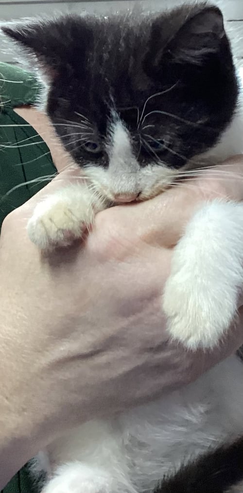 VENKMAN - Domestic Short Hair available for adoption