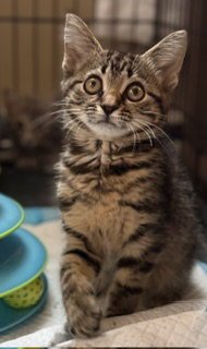 KODA - Domestic Short Hair available for adoption