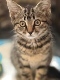Koda - Photo 3