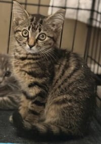 Koda - Photo 1