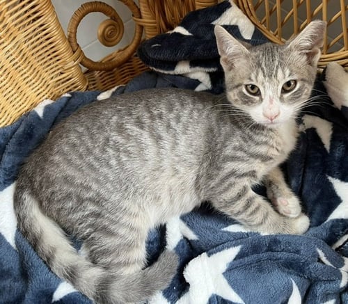 ARTEMUS - Domestic Short Hair available for adoption