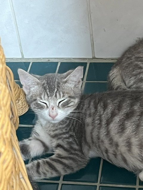 ARTEMUS - Domestic Short Hair available for adoption