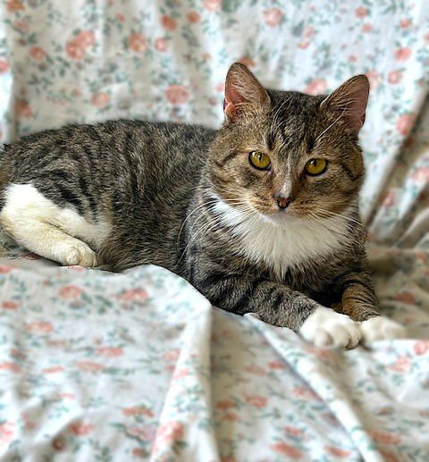 HAMLIN - Domestic Short Hair available for adoption