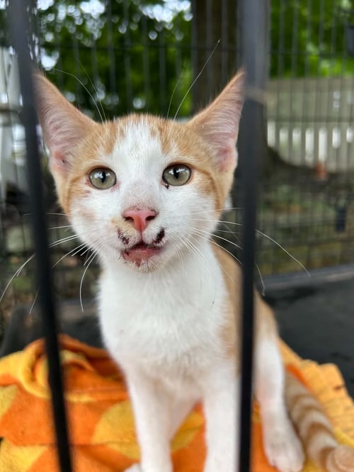 ARCHEE - Domestic Short Hair available for adoption