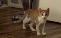 Archee - Photo 3