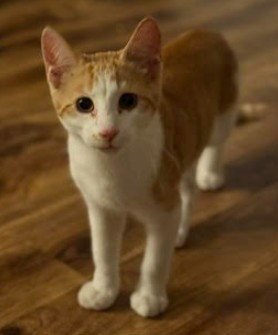 ARCHEE - Domestic Short Hair available for adoption