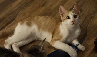 ARCHEE - Domestic Short Hair available for adoption