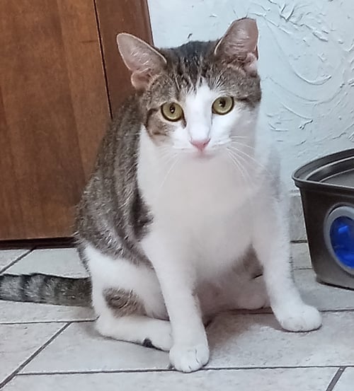 CAMELLIA - Domestic Short Hair available for adoption