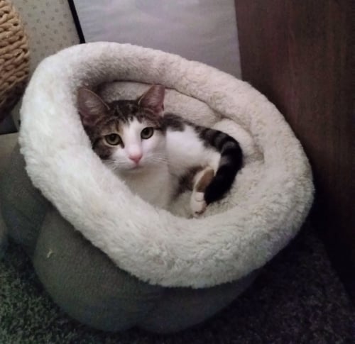 CAMELLIA - Domestic Short Hair available for adoption