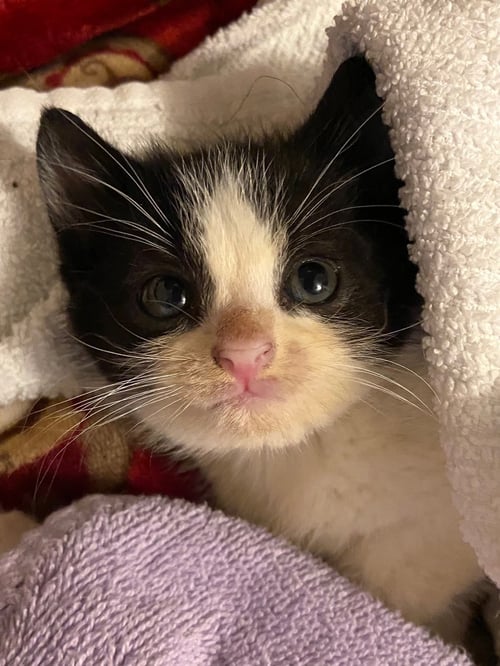 DOMINO - Domestic Short Hair available for adoption