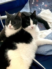 Domino - Photo 6