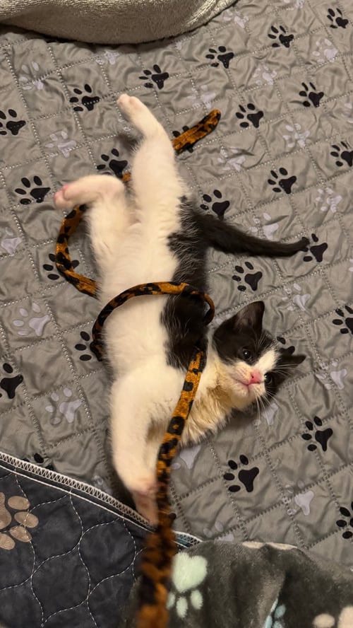 DOMINO - Domestic Short Hair available for adoption
