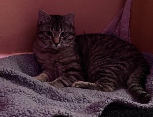 TEDDY - Domestic Short Hair available for adoption