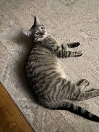 Teddy - Photo 2