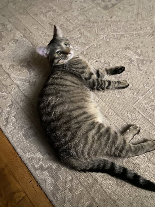 TEDDY - Domestic Short Hair available for adoption