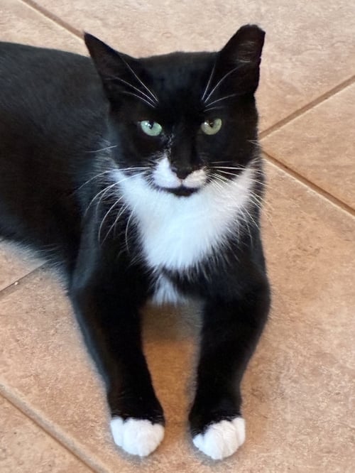 ANDY - Domestic Short Hair available for adoption